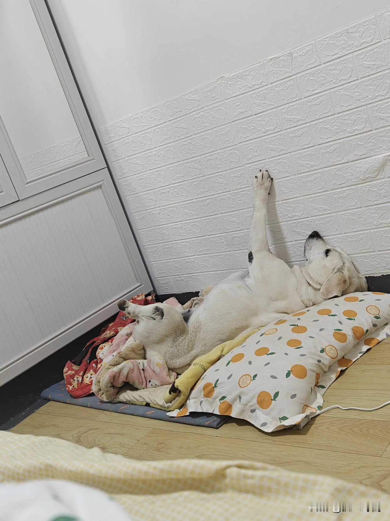 狗狗动不动就是这个睡姿，特别夏天蚊虫多的时候，人还有蚊帐防着，它这样肚皮朝上睡，