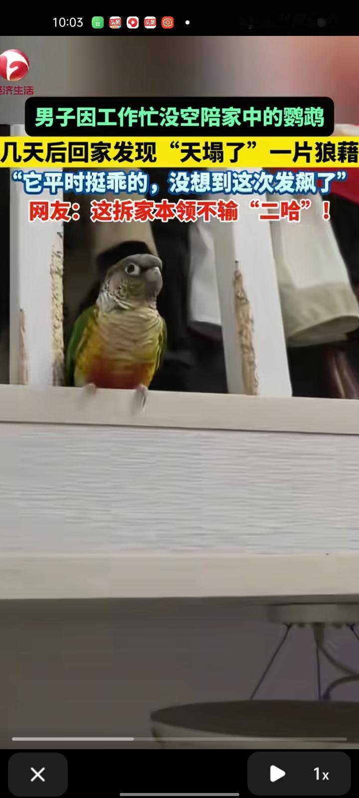 11月20日，江苏南京。网友发视频称，因为忙工作无暇陪家里的鹦鹉，回家一看天塌了