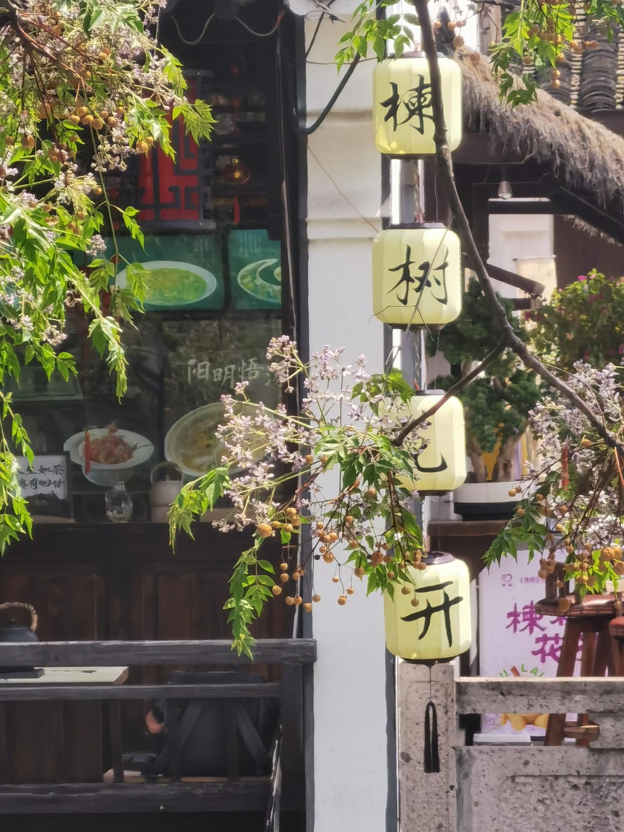 绍兴西小河王公桥边上有一棵很大的苦楝树，对岸商铺有愰：楝树花开。绍兴阳明故里