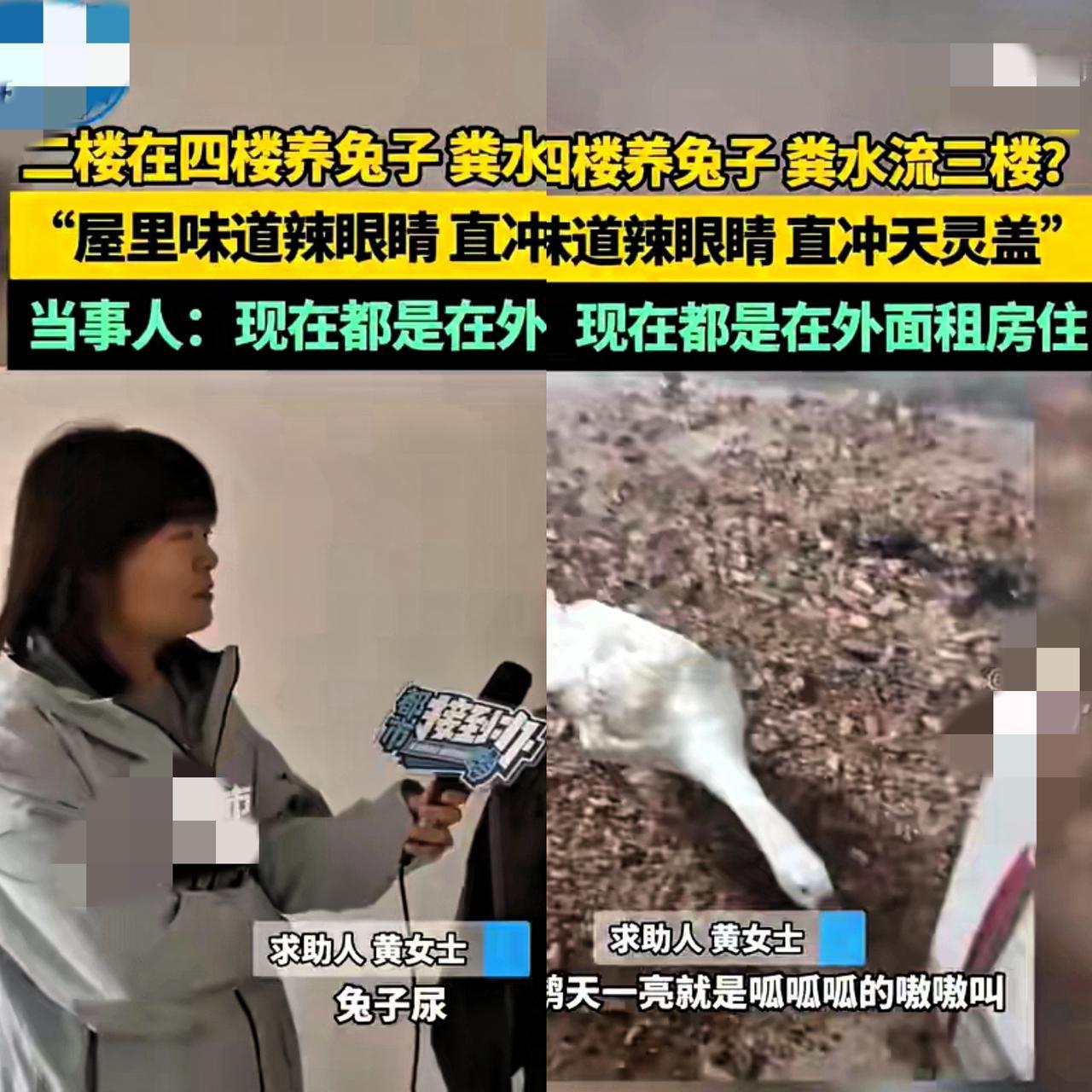2楼住户“因3楼漏水”去4楼养兔子大鹅，3楼业主说：兔子尿流进我家，味道直冲天灵