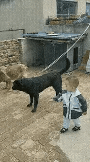 狗是好狗，爹妈就不一定了