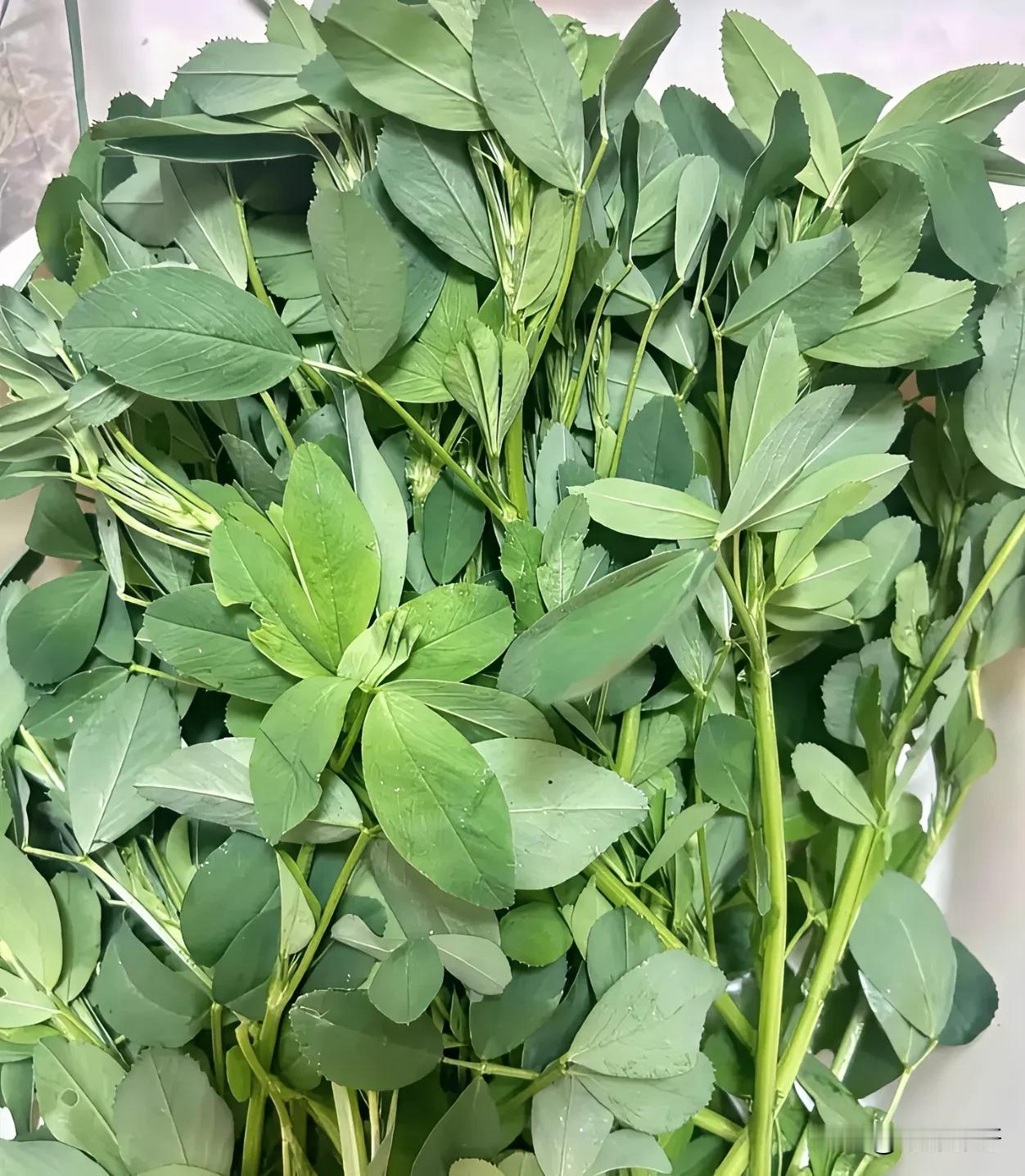 这是什么菜？叶子小小的，绿绿的，看着很好吃的样子！