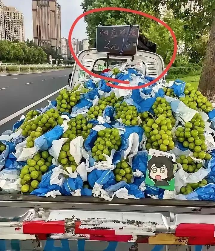 日本估计现在老后悔了——当初把阳光玫瑰葡萄引进中国，真是搬起石头砸自己的脚！