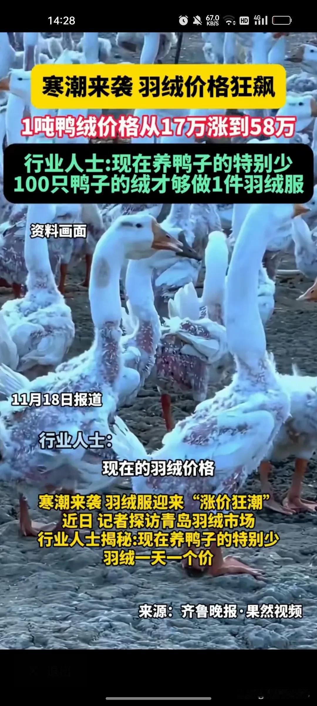 鸭子不值钱，鸭绒从15万涨到58万一吨养鸭的发了财让他们想不到的是，靠卖肉