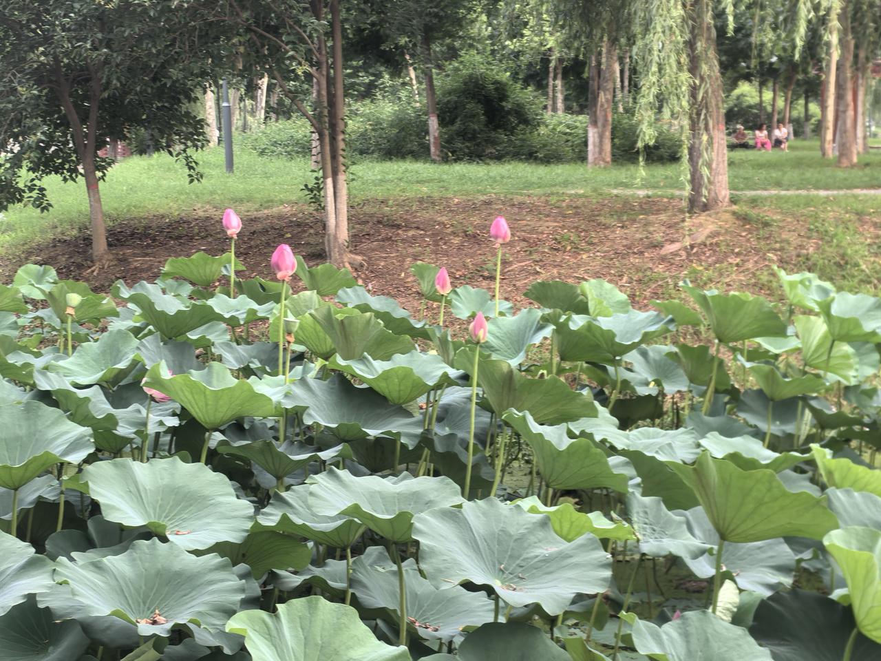 我现在的症状非常的明显：一、失眠，难以入睡。好不容易睡着了，梦境连篇。一有点小