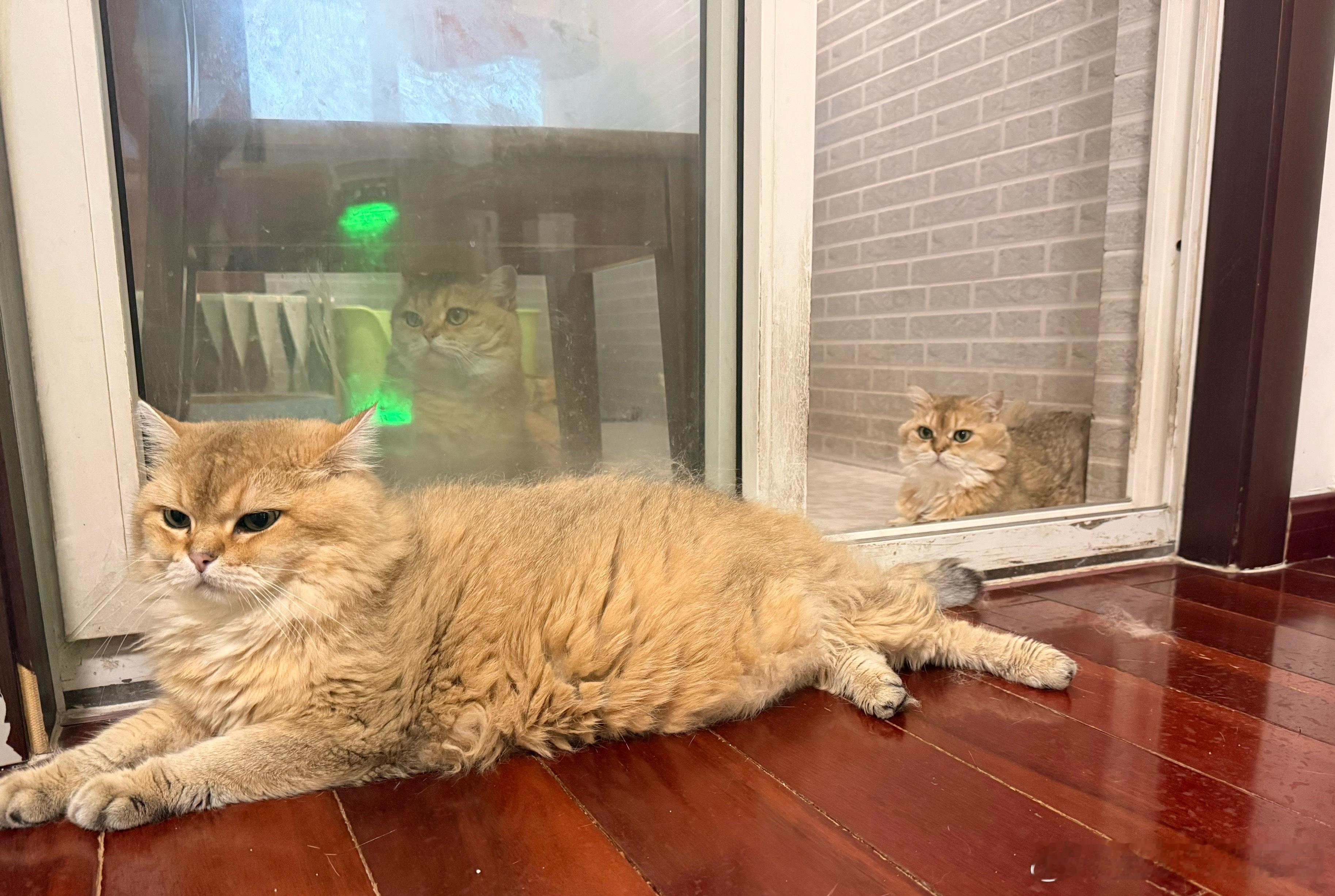 金克拉有点小委屈模样萌宠猫咪