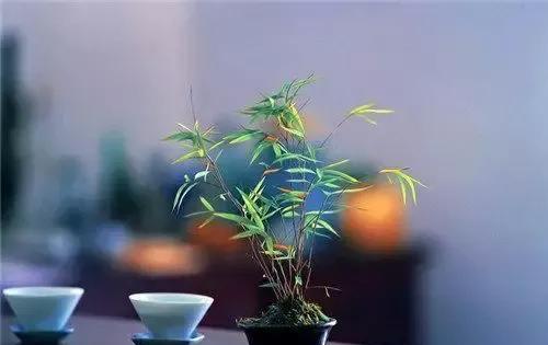 冯唐说：“一个人想要一辈子不得癌，就要选择彻底的悠闲！不要追求功名利禄，不要奢求