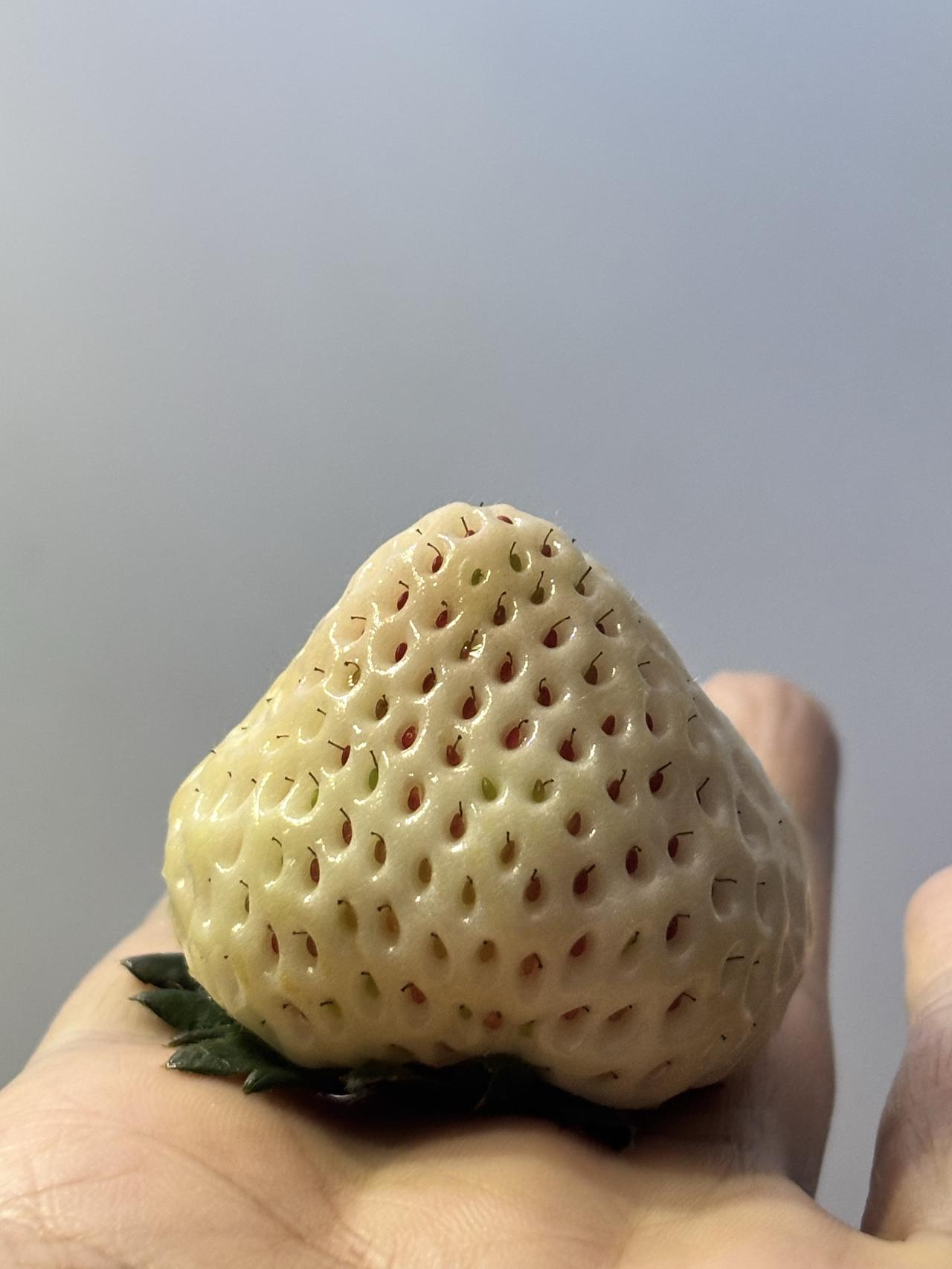 这草莓真贵，买一颗尝尝味道！长的外观不一样，洁白如玉，而不是红彤彤的一颗。不