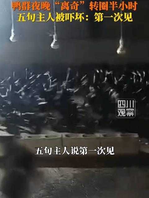 大半夜，一屋子鸭子齐刷刷原地转圈圈，连个声响都没有，换谁撞见不得汗毛倒竖？6月