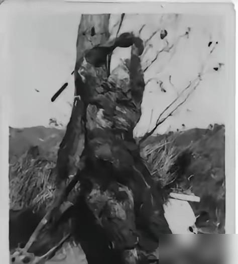 这张珍贵的照片，是原志愿军45师前线指挥所秘书谢万丁捐献的，如今藏于中国军史博物