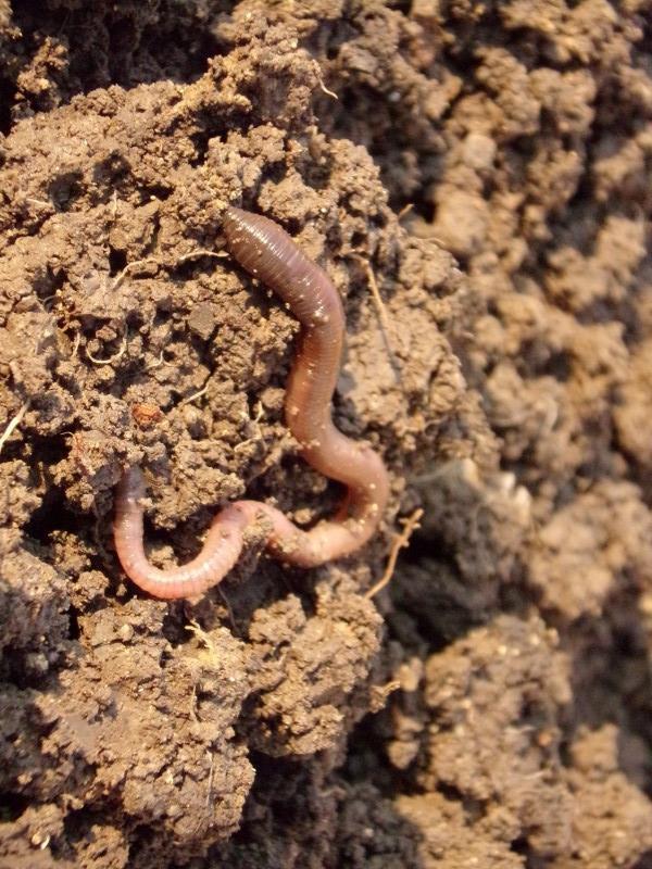 土壤里的“不死小强”前天从老家回来，带了一些葱苗，感觉吃不了，就想着把它埋在