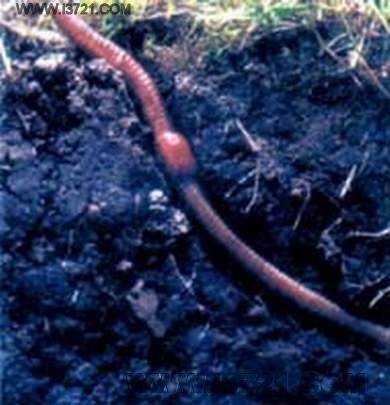 蚯蚓对小园种菜只有好处，基本没坏处，尤其你这种小菜园，简直是天然松土小工+肥料厂