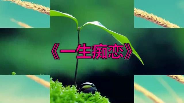 一生痴恋简谱_儿歌简谱