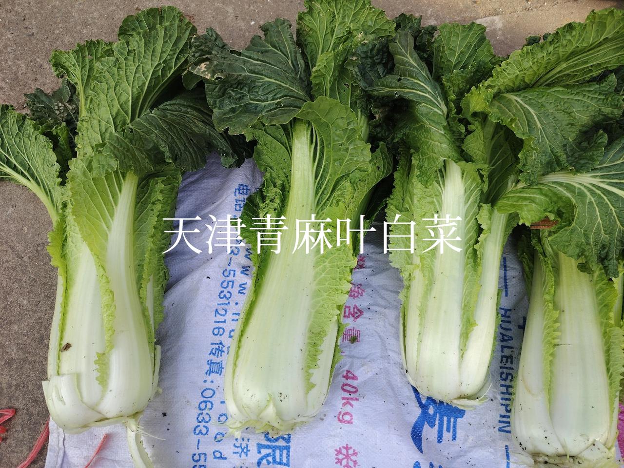 一一兔哥我这些年一直推广种植天津青麻叶大白菜，炒菜或`凉拌。还可以直接生吃，别
