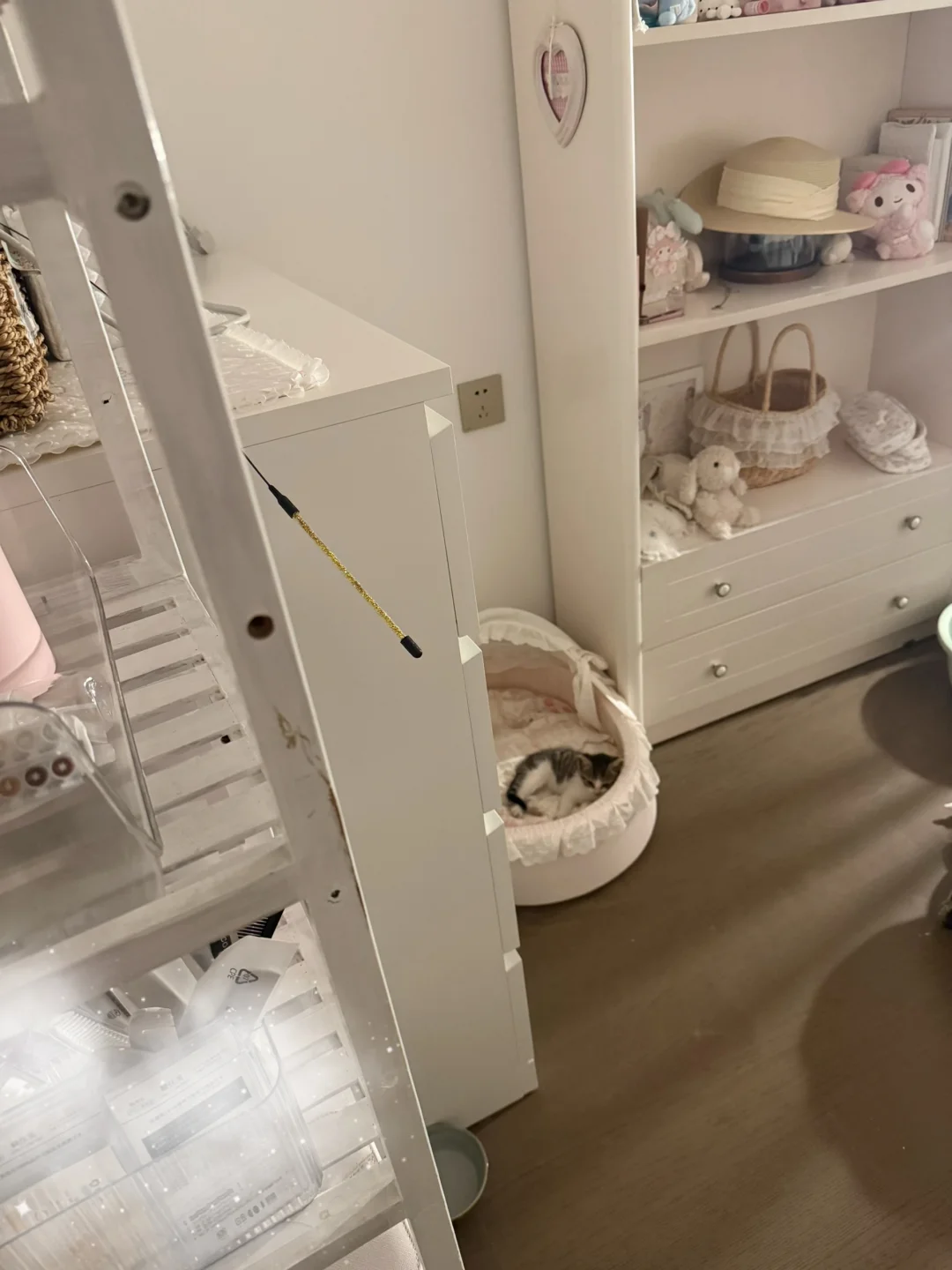 广州番禺佛山南海小猫领养！女孩子！！