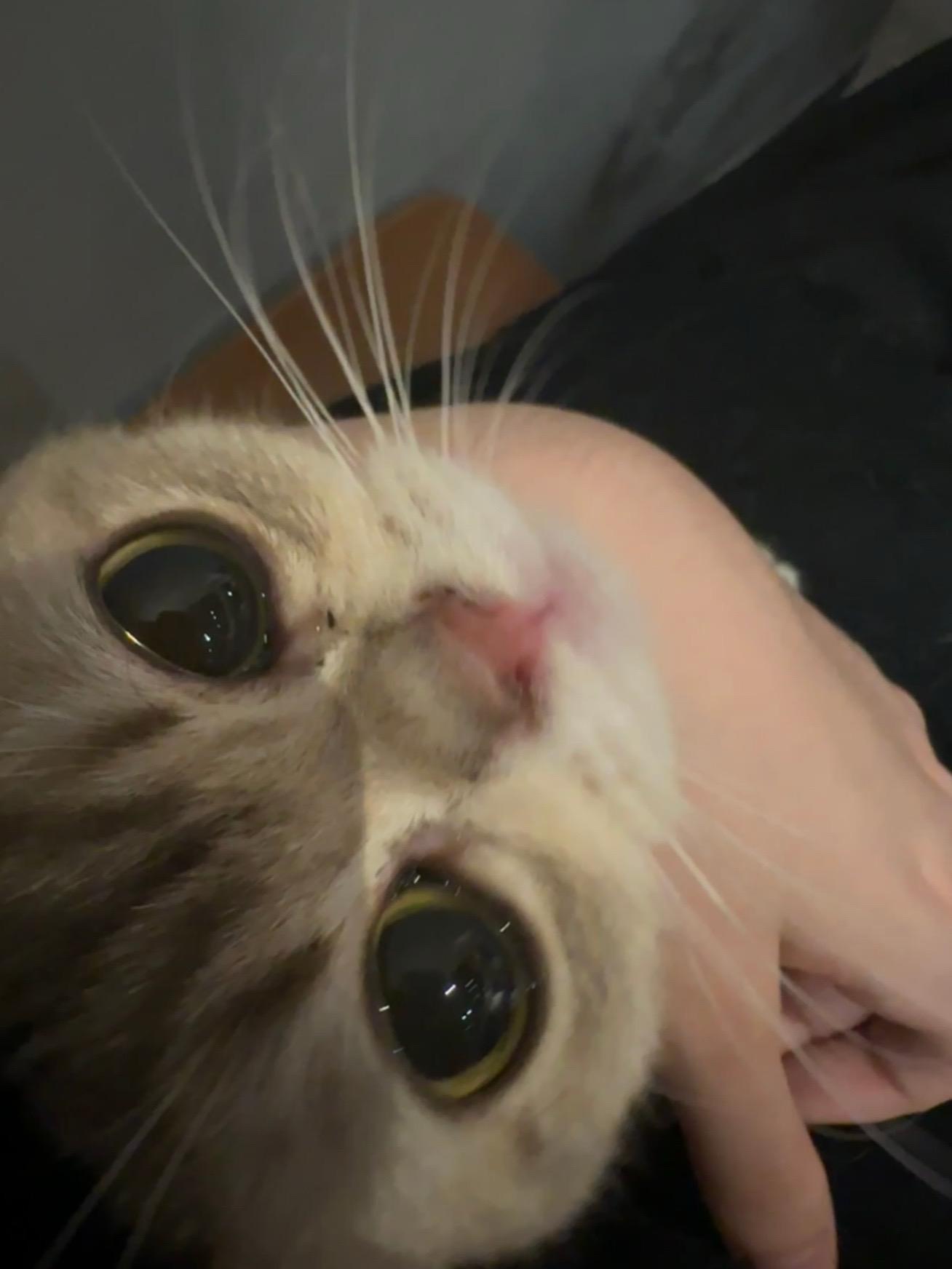 我和我的猫 猫咪 猫