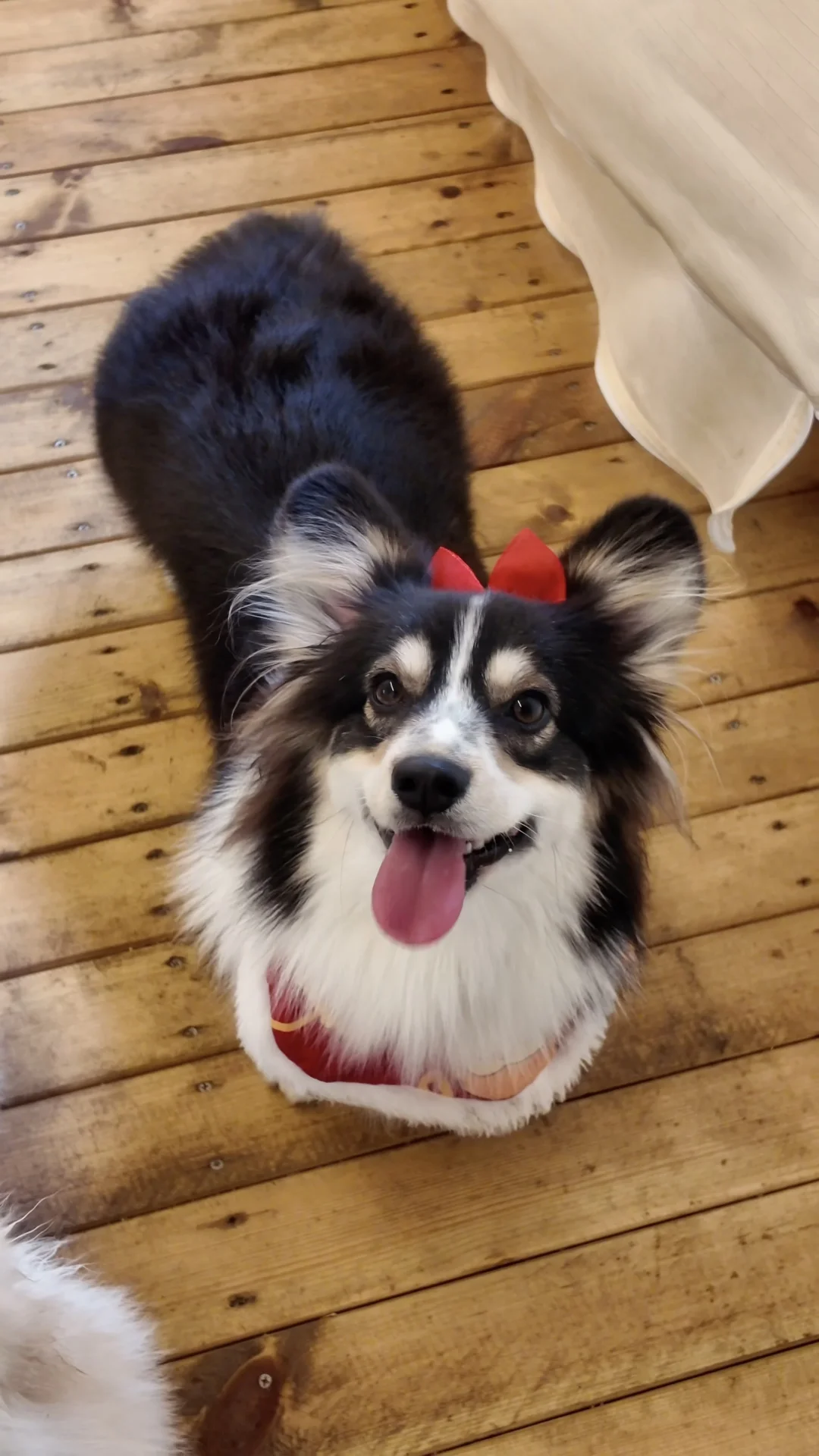 一次性吸三种颜色的长毛柯基