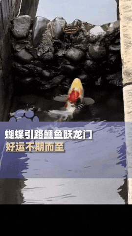 太神奇了，四川宜宾，一条鲤鱼在水沟里“跃龙门”，屡次失败后，突然一只蝴蝶飞来，落