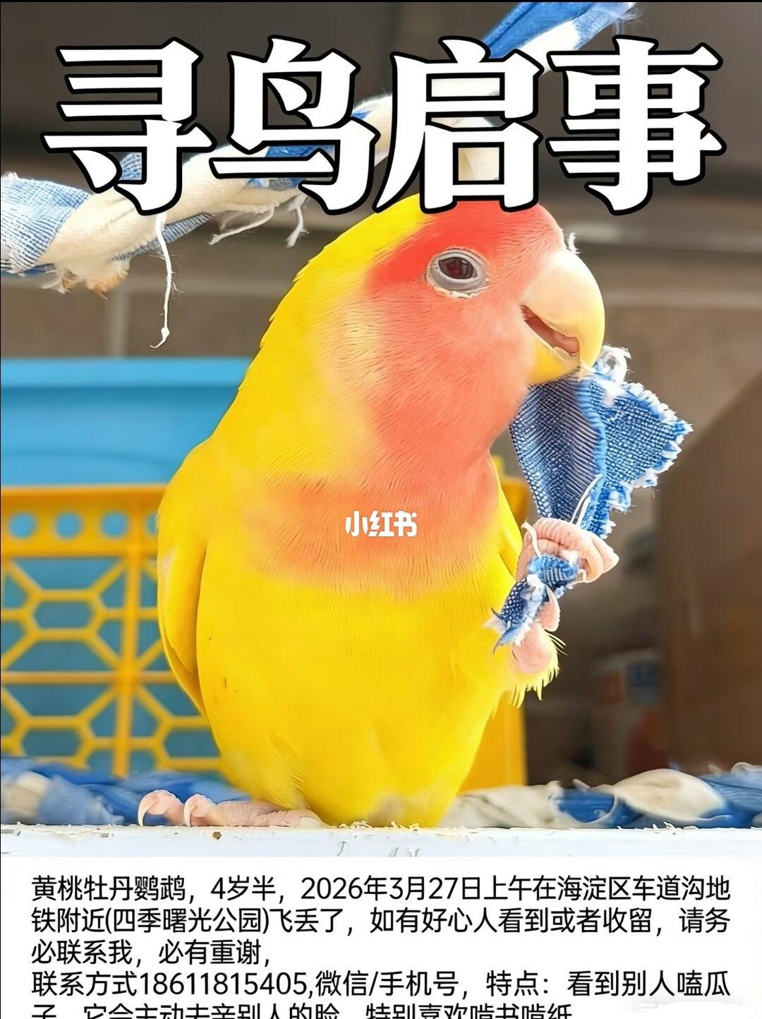 北京海淀寻鸟❗️❗️❗️黄桃鹦鹉牡丹鹦鹉今天鸟宝丢了第9天了，自责，为什么当天