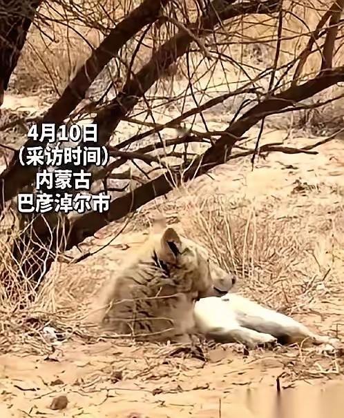内蒙古一头野狼，干了件颠覆整个狼族认知的事。它怀孕了，肚子大得快拖到地上，眼看就