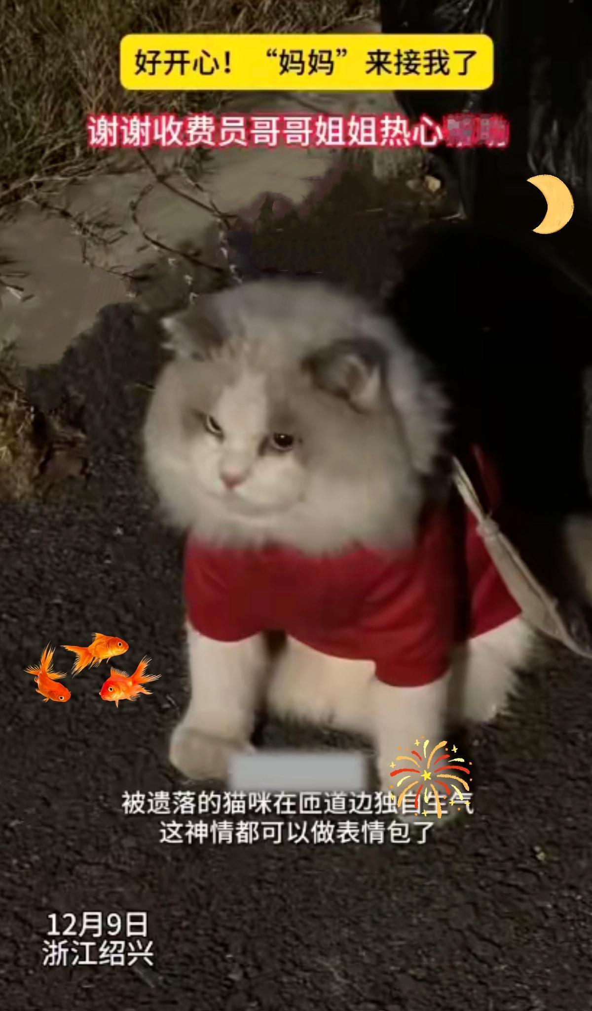 救命！浙江高速捡到只“带手机”的猫，电话手表存着爸妈号码，也太会宠了吧！