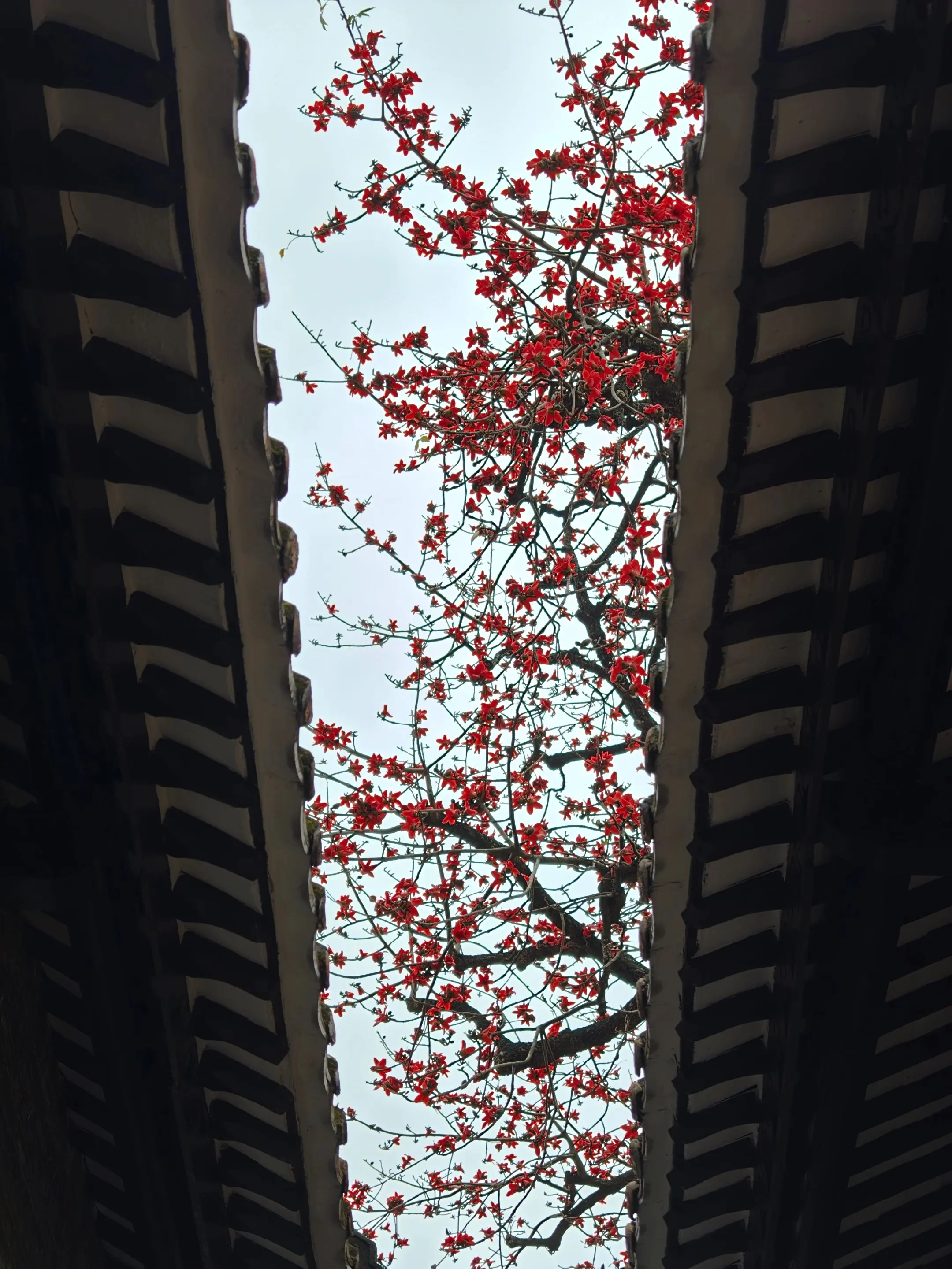 又是一年木棉花开🌺