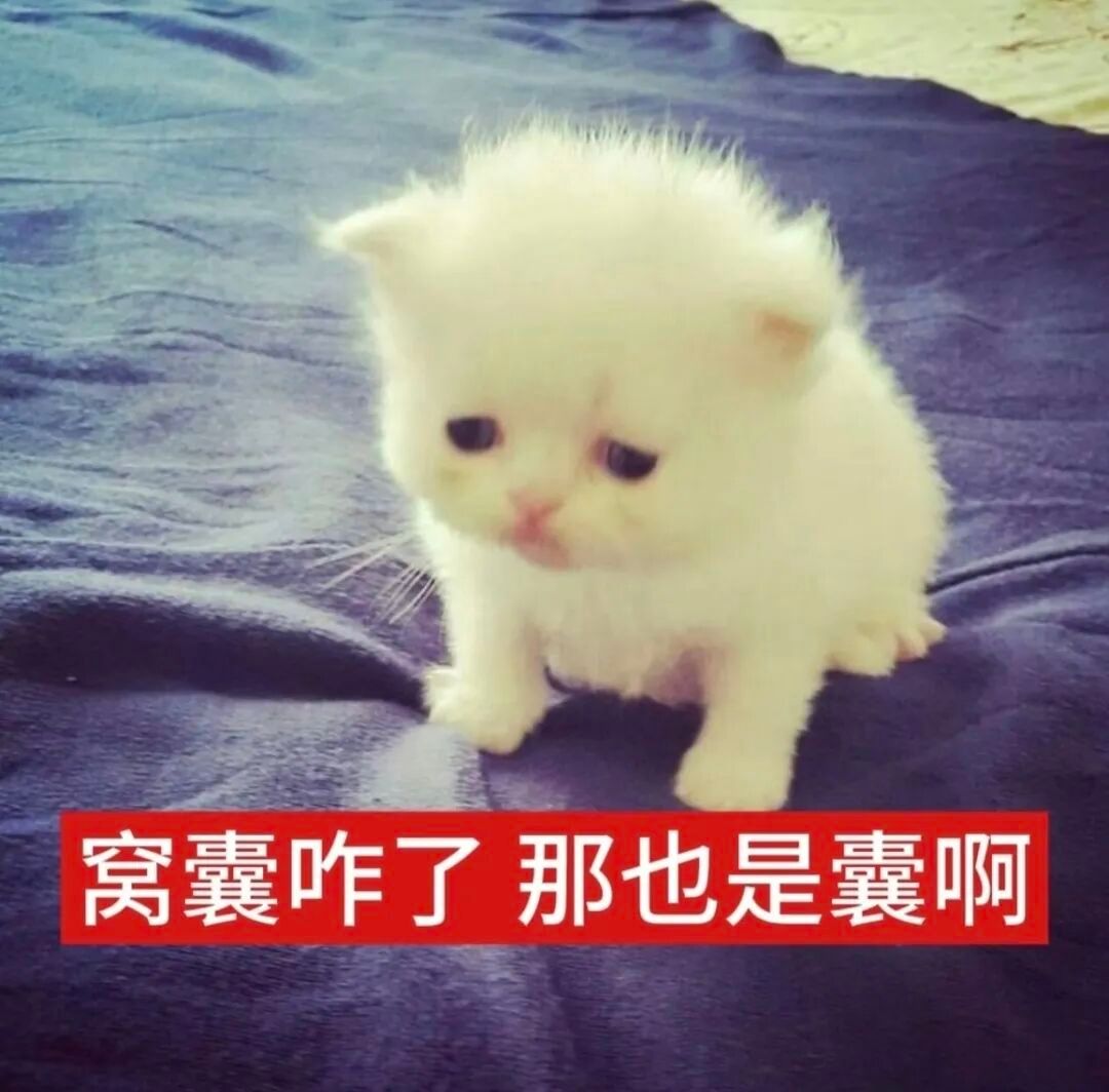 带字哈基米小猫搞怪表情包