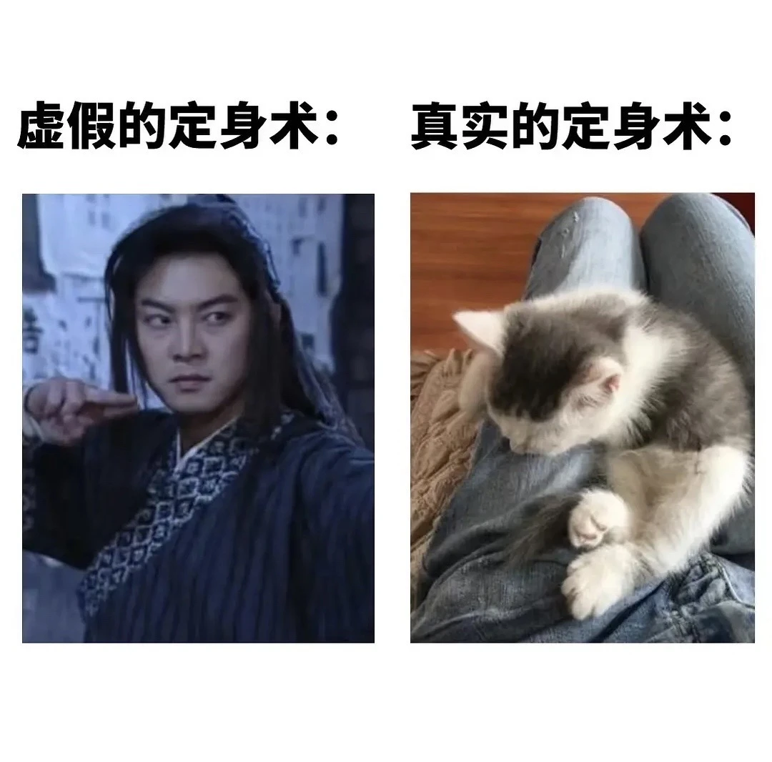 关于小猫的梗图🦴