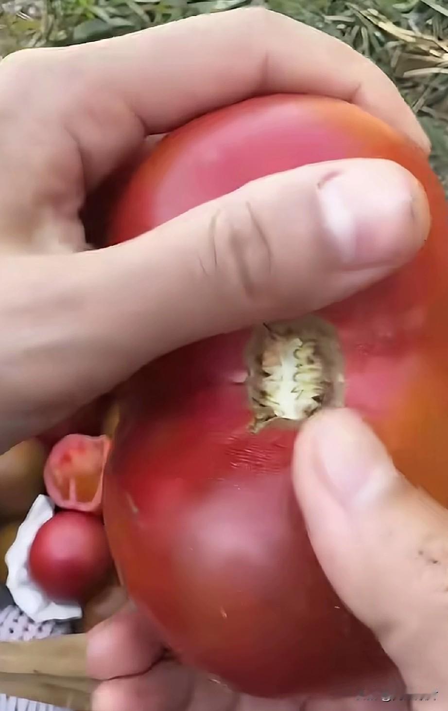 我这个人挺怪的，特别喜欢吃西红柿，煮汤，炒着吃，或者生吃，我都喜欢，说来，我最喜