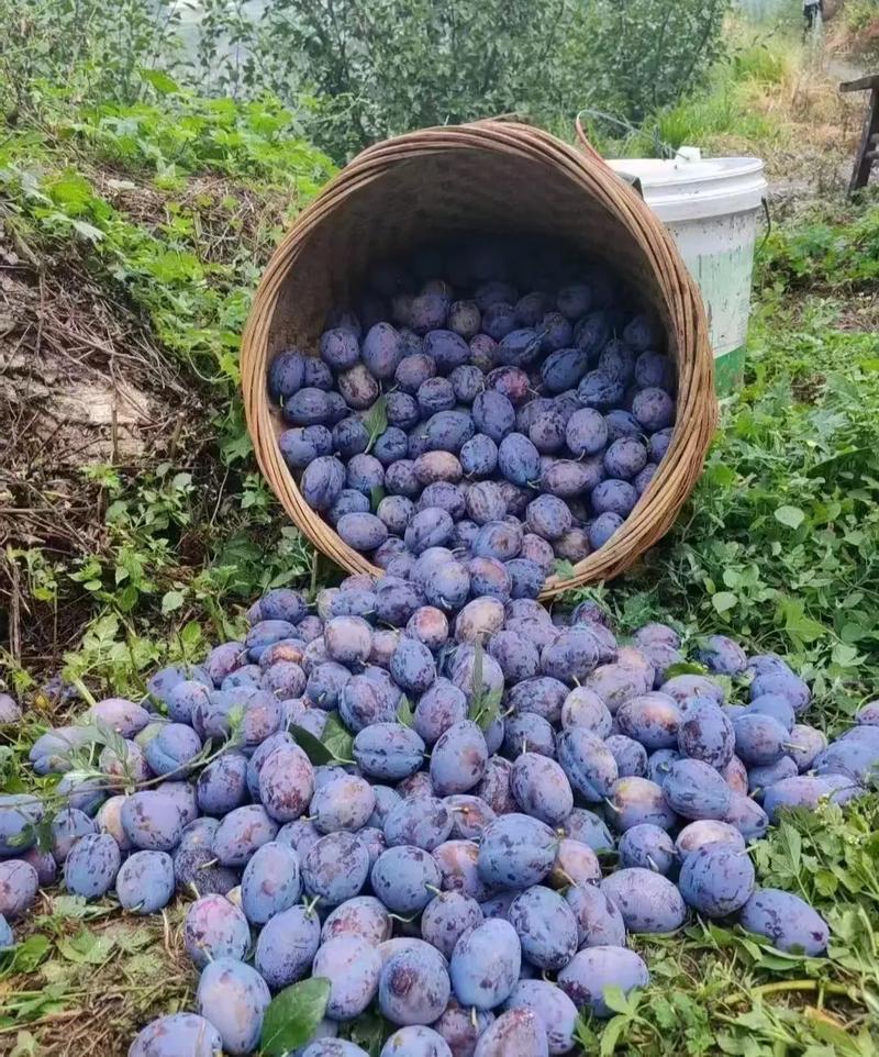 云南高山西梅｜早熟蜜甜天花板采摘打卡攻略🍇云南高原西梅来了，1800-210