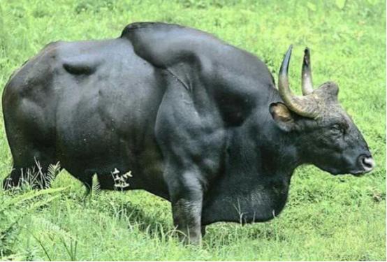 为什么牛只吃草就能长一身肌肉？村里一位养牛的大婶告诉我，人只吃蔬菜的话会营养不良