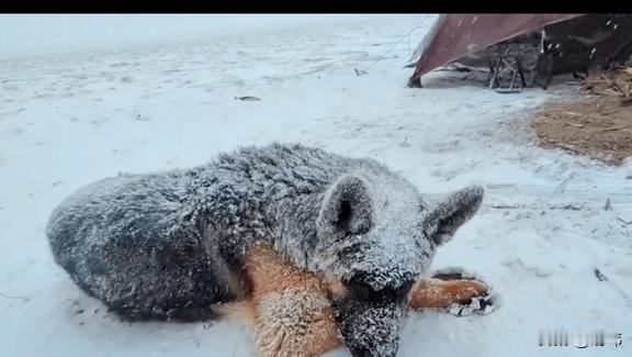 泪目了！一位大哥带着他的狗狗去山里露营，大哥支了一个帐篷就休息了，而狗狗就蹲在旁