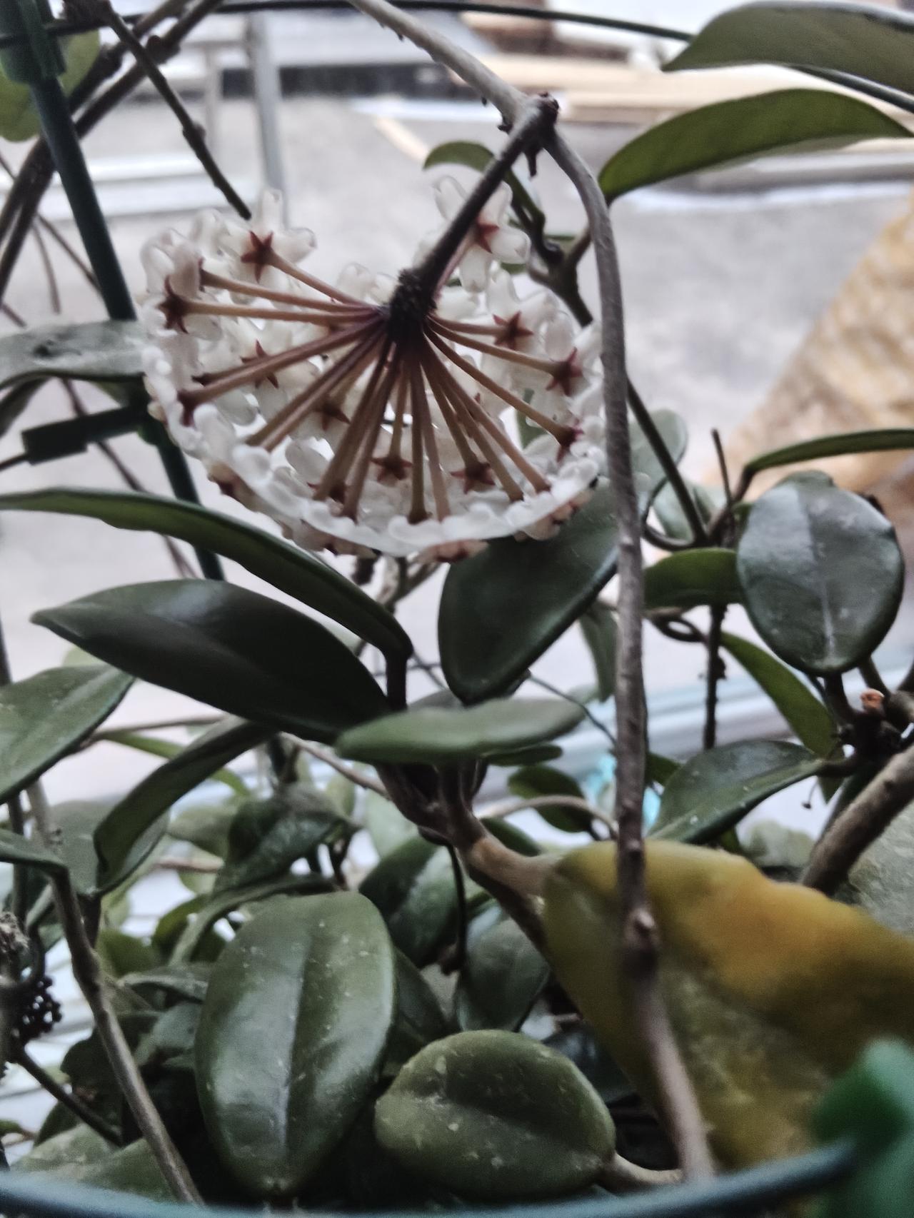 位卑未敢忘忧美国昨天去菜市场买菜，看到一家摊位的韭菜不错，就是贵了点，8元