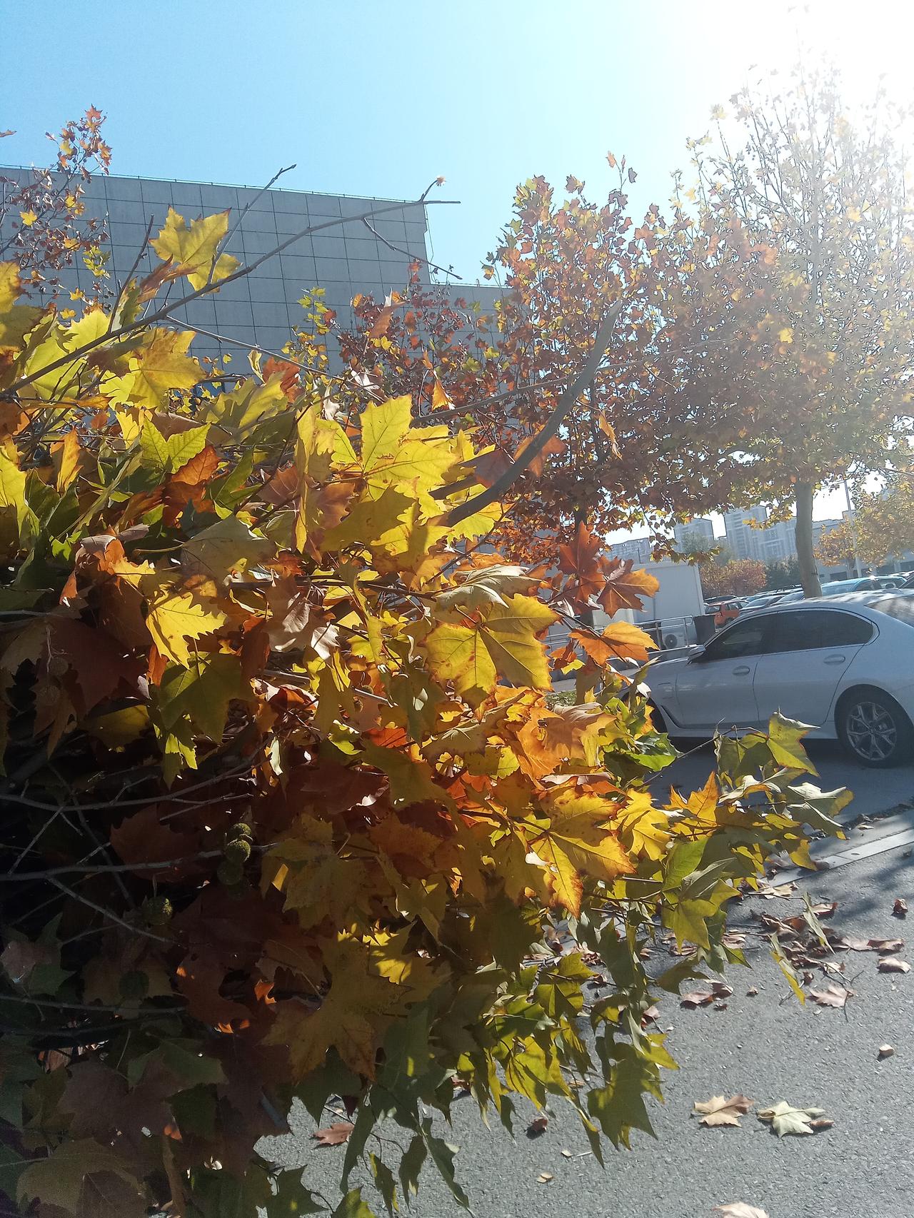 伺候老人，现在感觉自己的健康也下台阶了，有状况了。大概有十几天了，出现如下情况