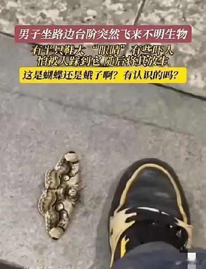 “谁懂啊！放走半只鞋大的虫子，竟错失58万！”福建大哥路边救了只怪虫子，事后才知