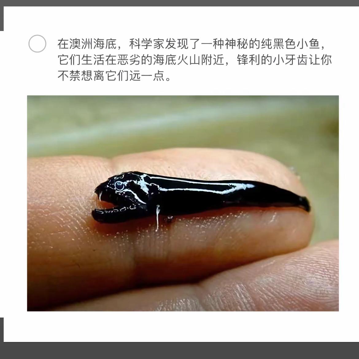 深海怪鱼惊现澳洲海底，锋利小牙齿让人不寒而栗！