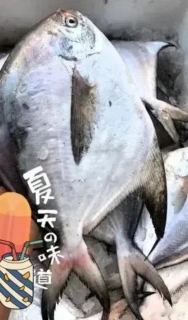 休渔季了！东石镇石菌村菜市场斗鲳一斤220元！