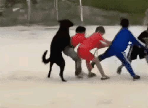 这狗子真有意思，还帮着孩子们拔河[吐舌头眯眼睛笑][吐舌头眯眼睛笑][吐舌头眯眼睛笑][吐舌头眯眼睛