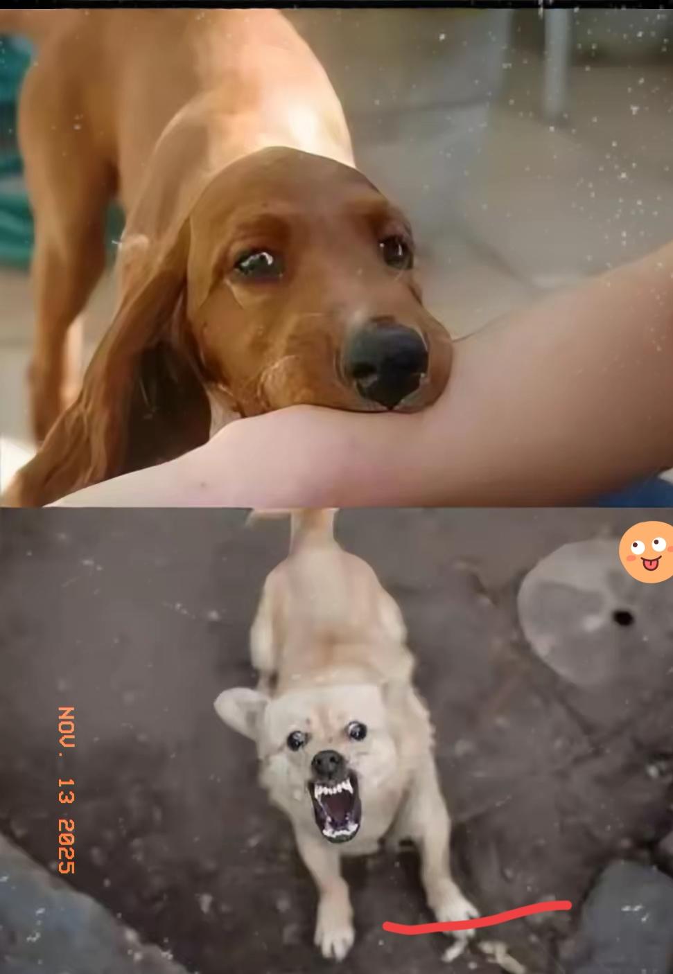 山西长治“狗咬人”事件今天开庭，死者妻子说不去庭审了，当问及是否有其他人出庭时，