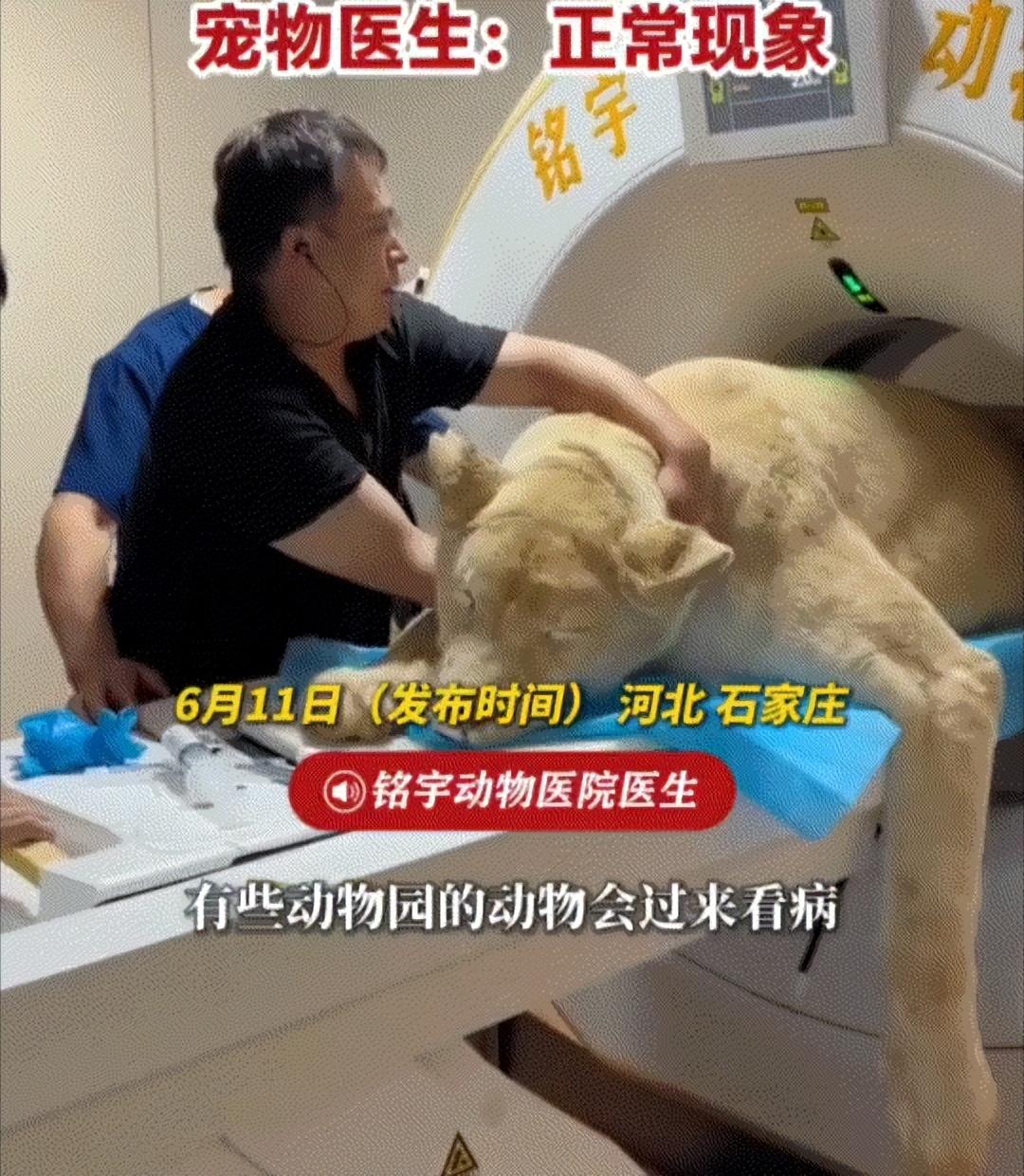 “名场面预定！”谁能想到，普通的宠物医院日常，居然因为一头狮子彻底翻车，把一众猫