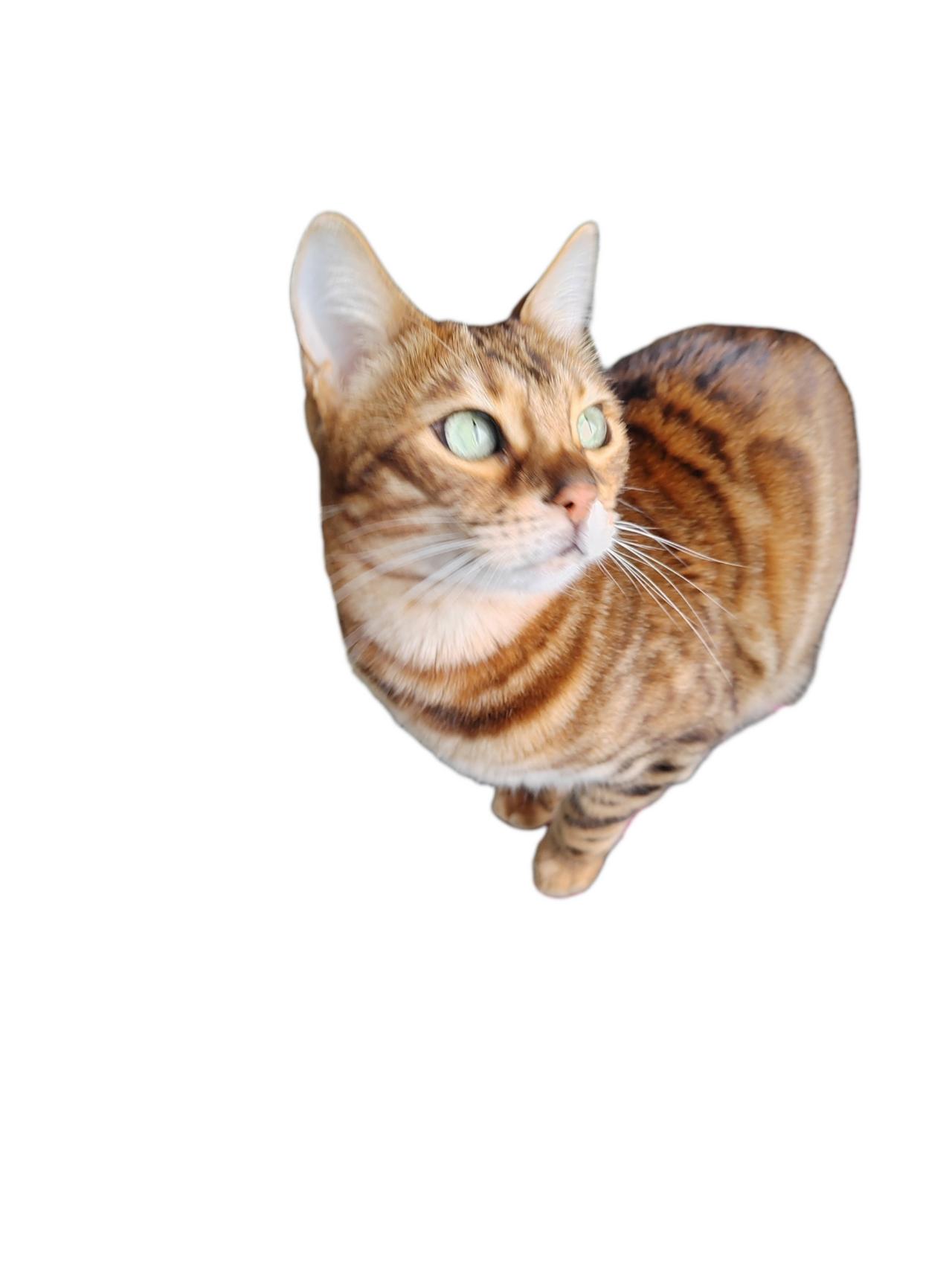 小豹猫老粘着我我在沙发上，它就在沙发边上我吃饭，它跳桌上来我睡觉，要么钻我