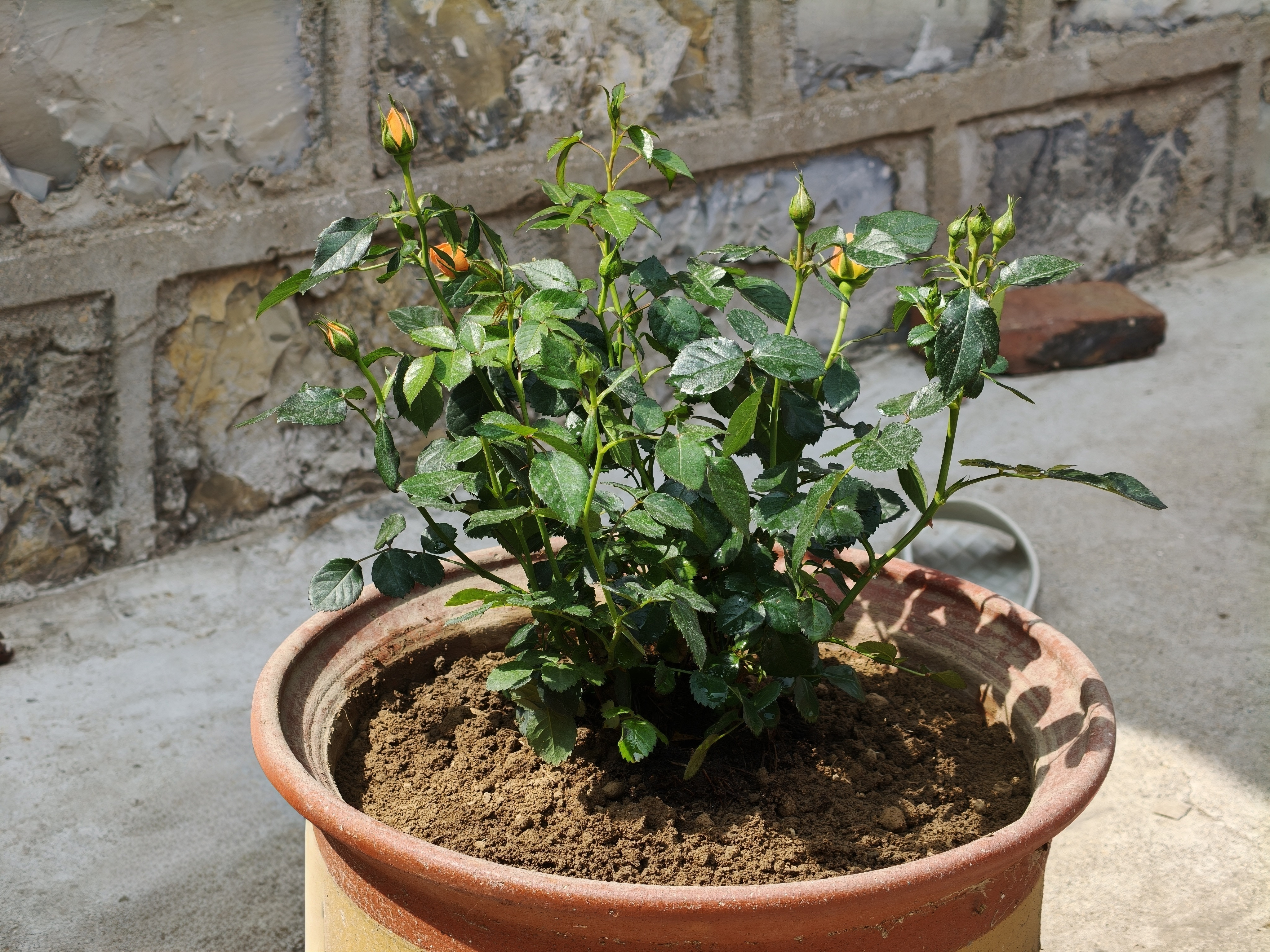 恰逢春日暖风，栽下一株月季花