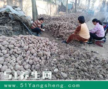 农民将一亩红薯制成皮子, 一千变一万