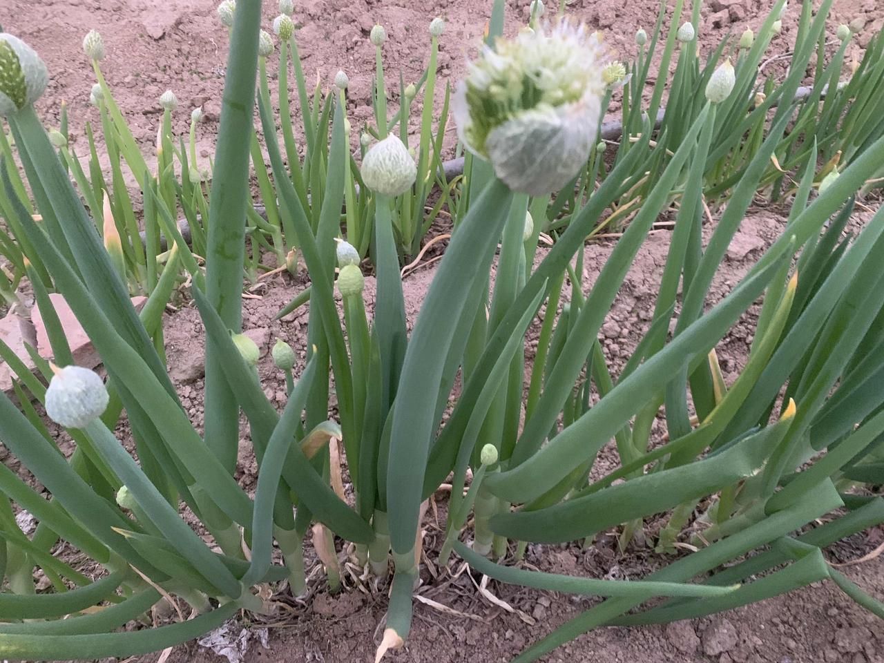 新乡的卫河贯穿新乡的东西两侧，西入东北处，这是一条新乡的遛弯垂钓之河。