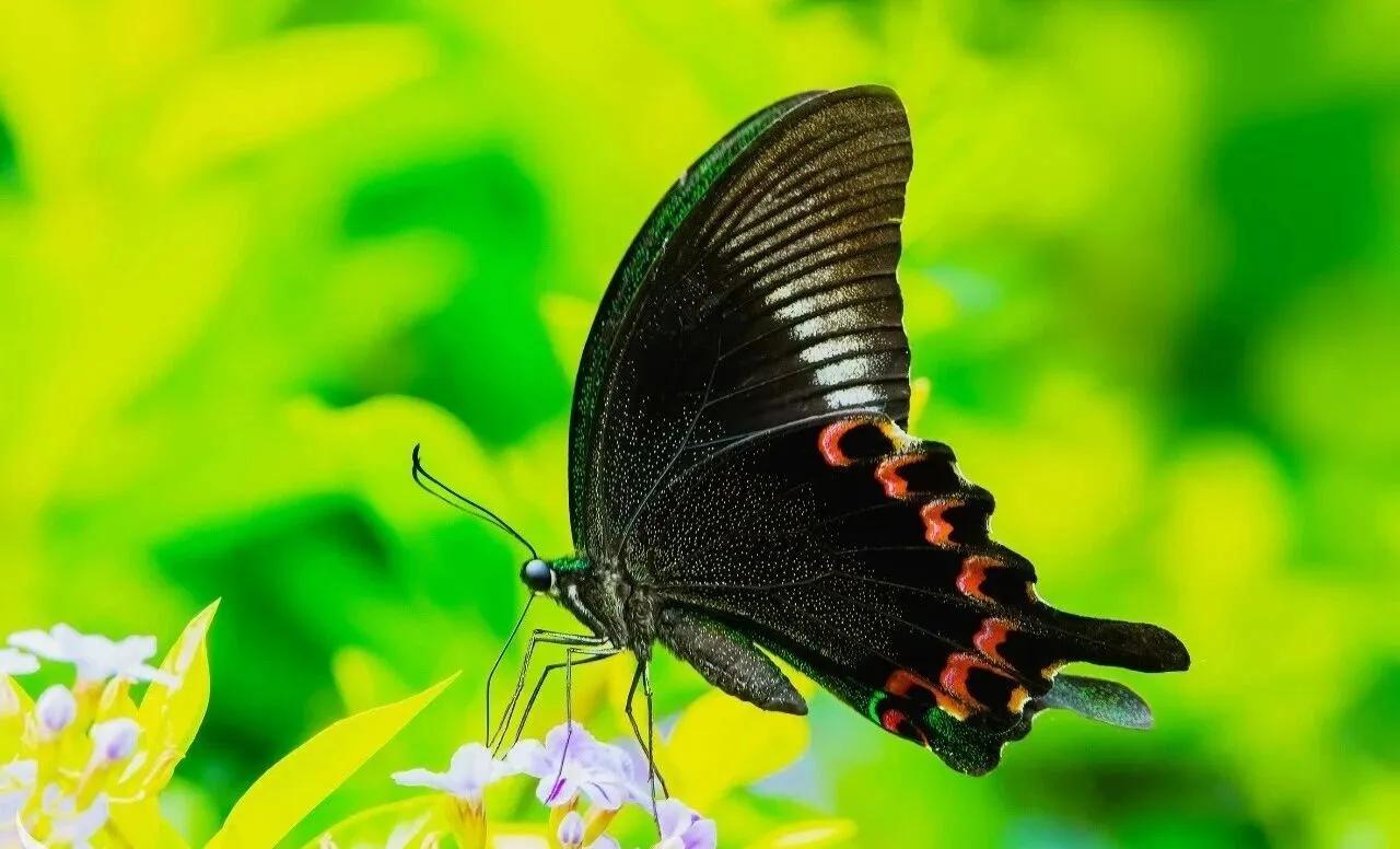 蝴蝶🦋的特性是什么？蝴蝶的特性主要体现在其独特的身体构造、生命周期和生存策略