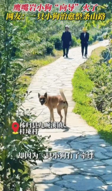 “这只小狗彻底火了！”湖北，一男子到九畹溪游玩，遇到一只小狗主动引路。它小跑在前