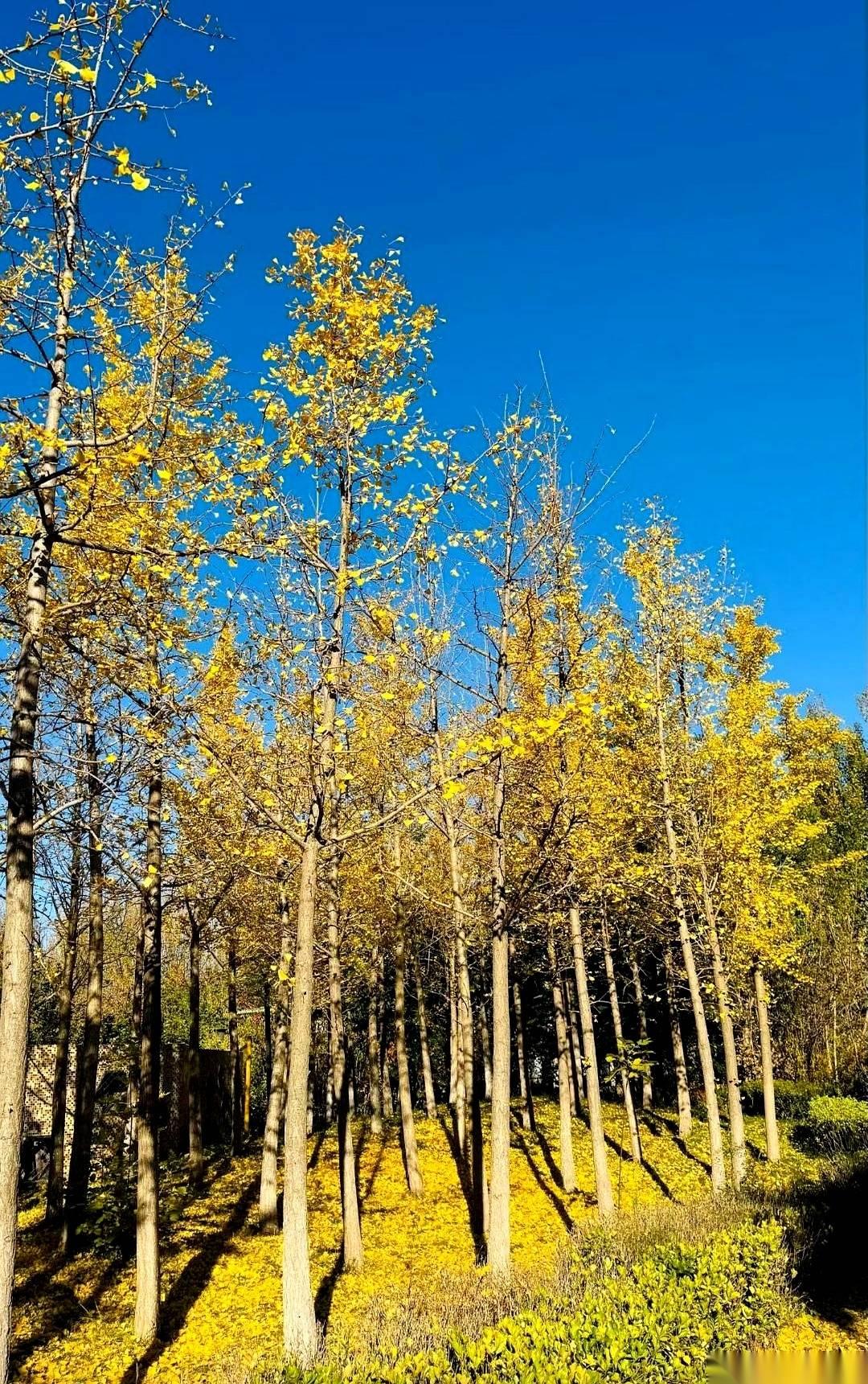 我外甥，最近算是彻底被“女老师”这个职业给劝退了。前前后后，见了不下十个，从小