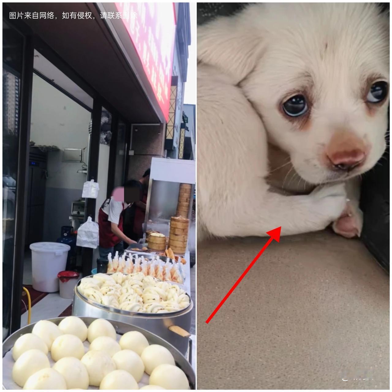 谁吃早餐还能撞见这种糟心事？刚进早餐铺就听见小狗惨叫，抬头就看见老板举着皮带