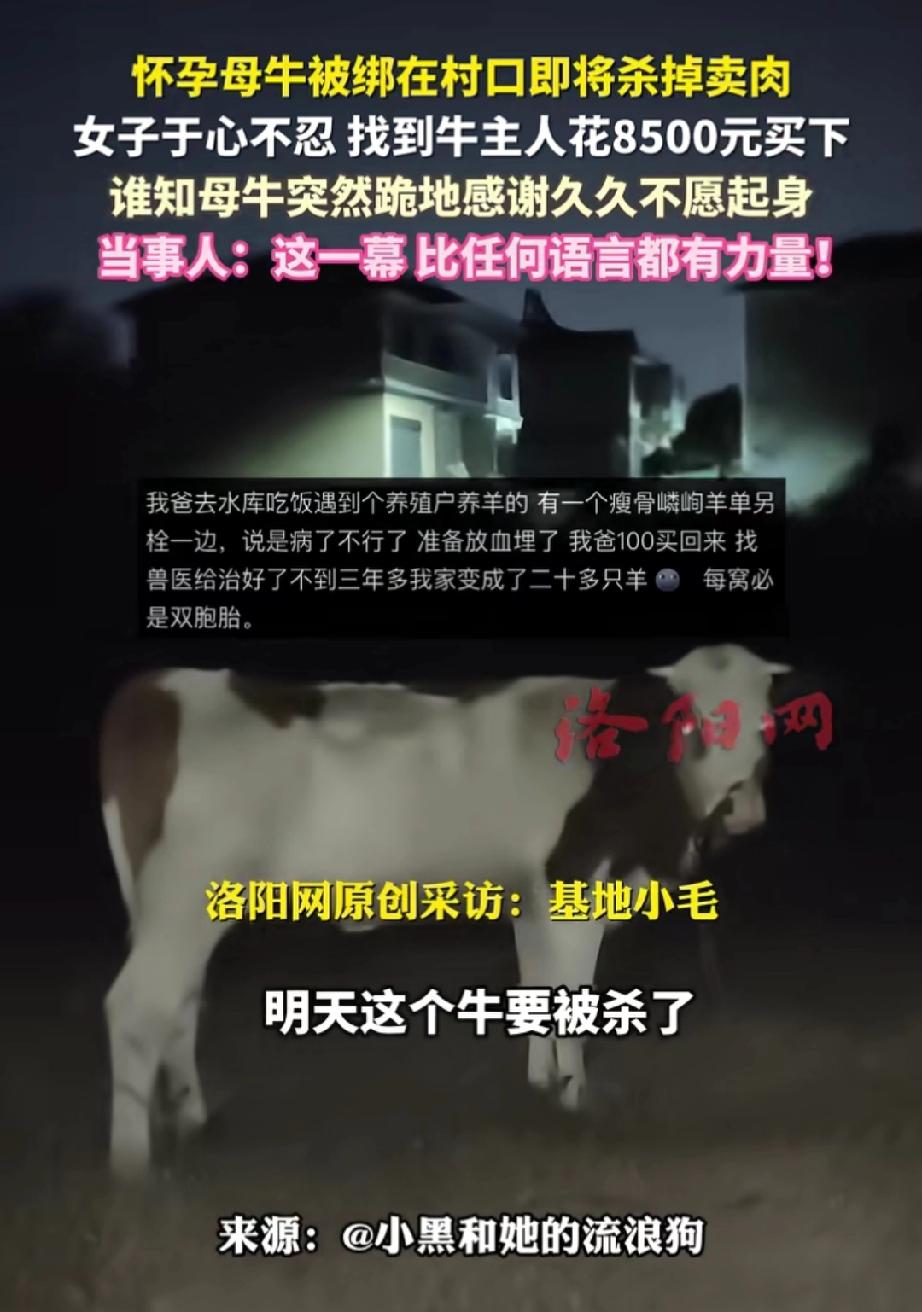 怀孕的母牛被主人牵到村口拴好，打算次日清晨宰杀卖肉。母牛在村口一声声悲戚哀鸣，仿