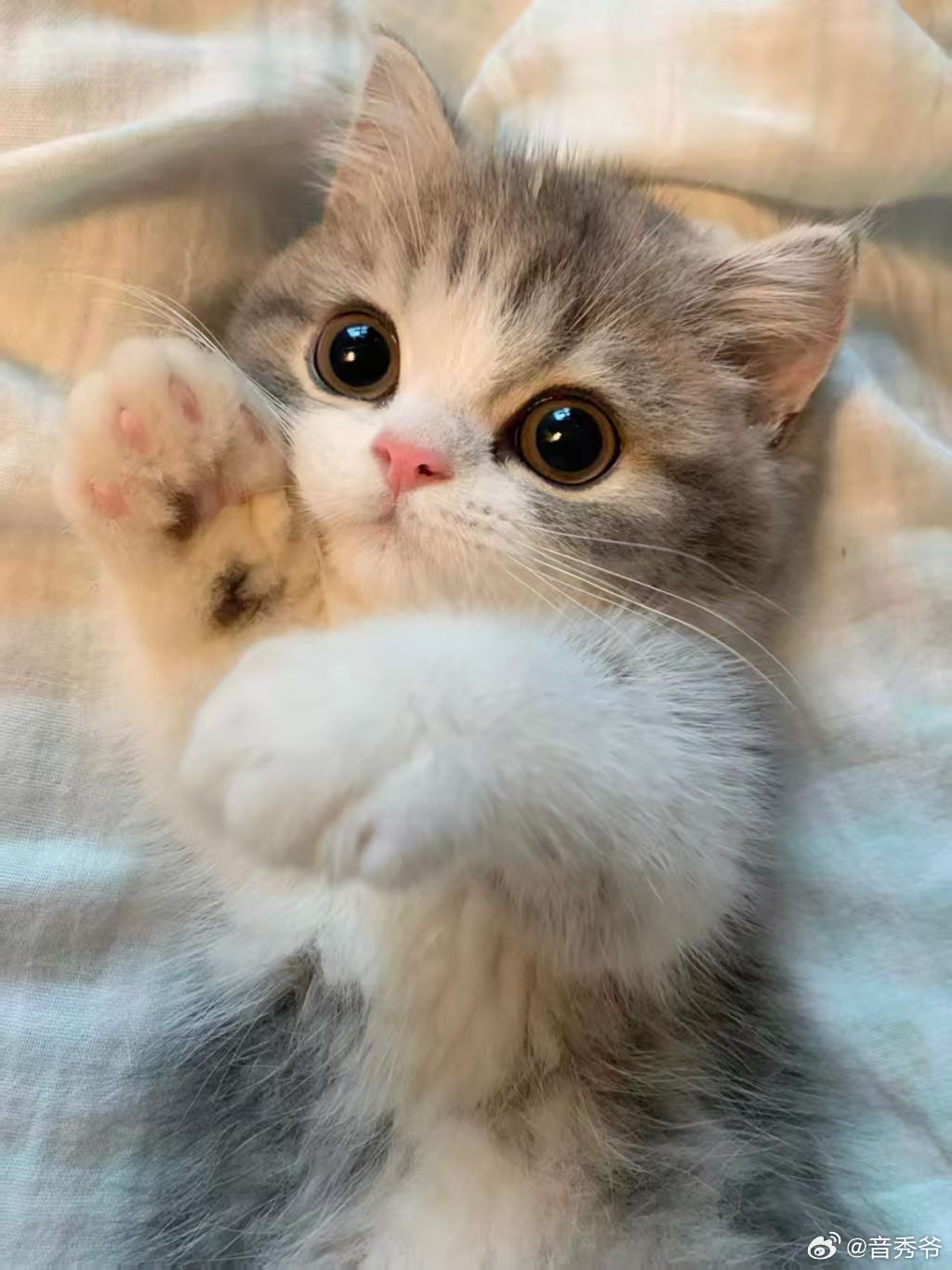 小猫交换猫名片原来小猫咪也有社交礼仪，交换猫名片的样子也太可爱了，小小的仪式